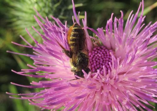 Réf. 194 212 : Megachile sp.